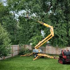 Best Lawn Disease Treatment  in Enterprise, WV